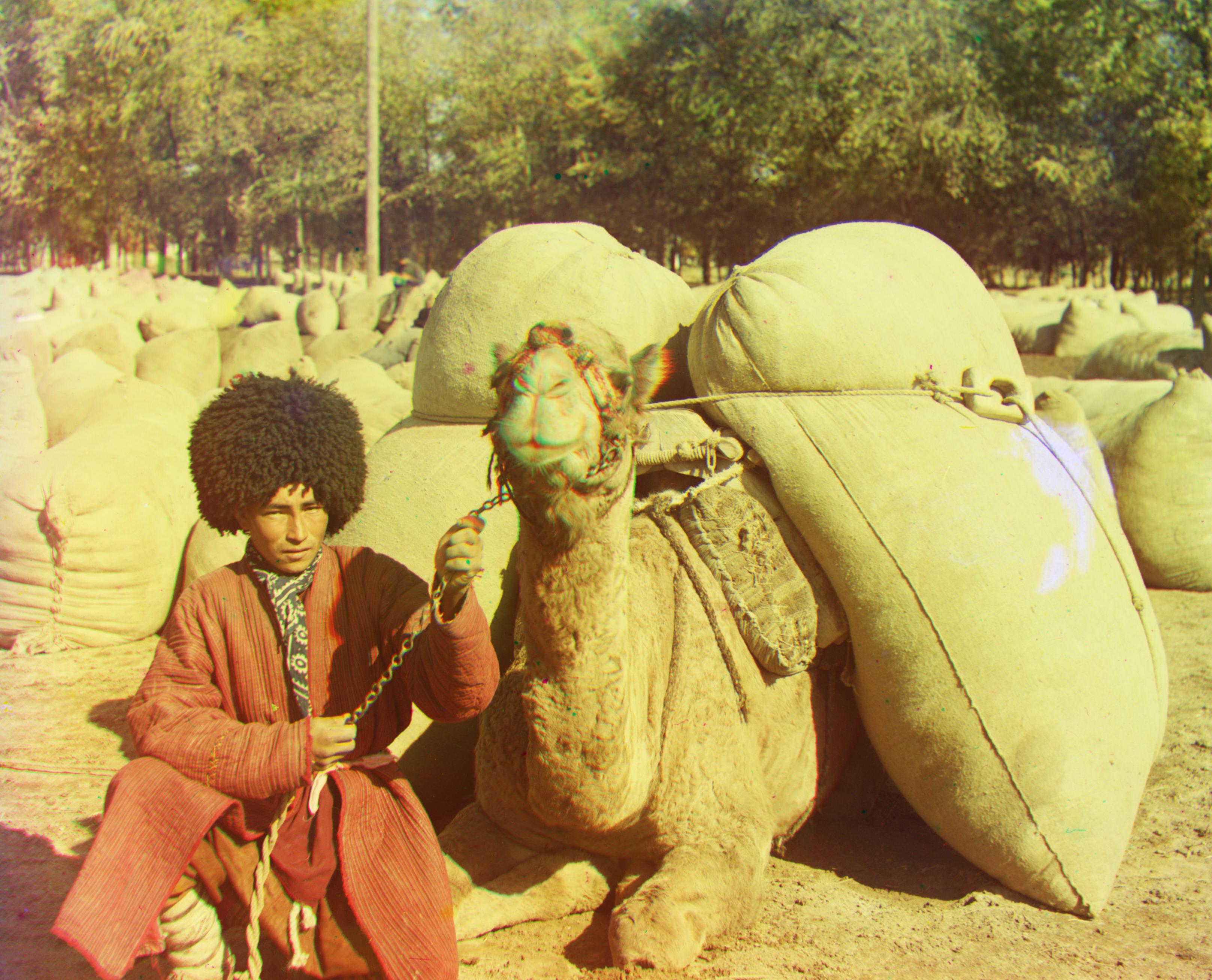 Camel Packs Image