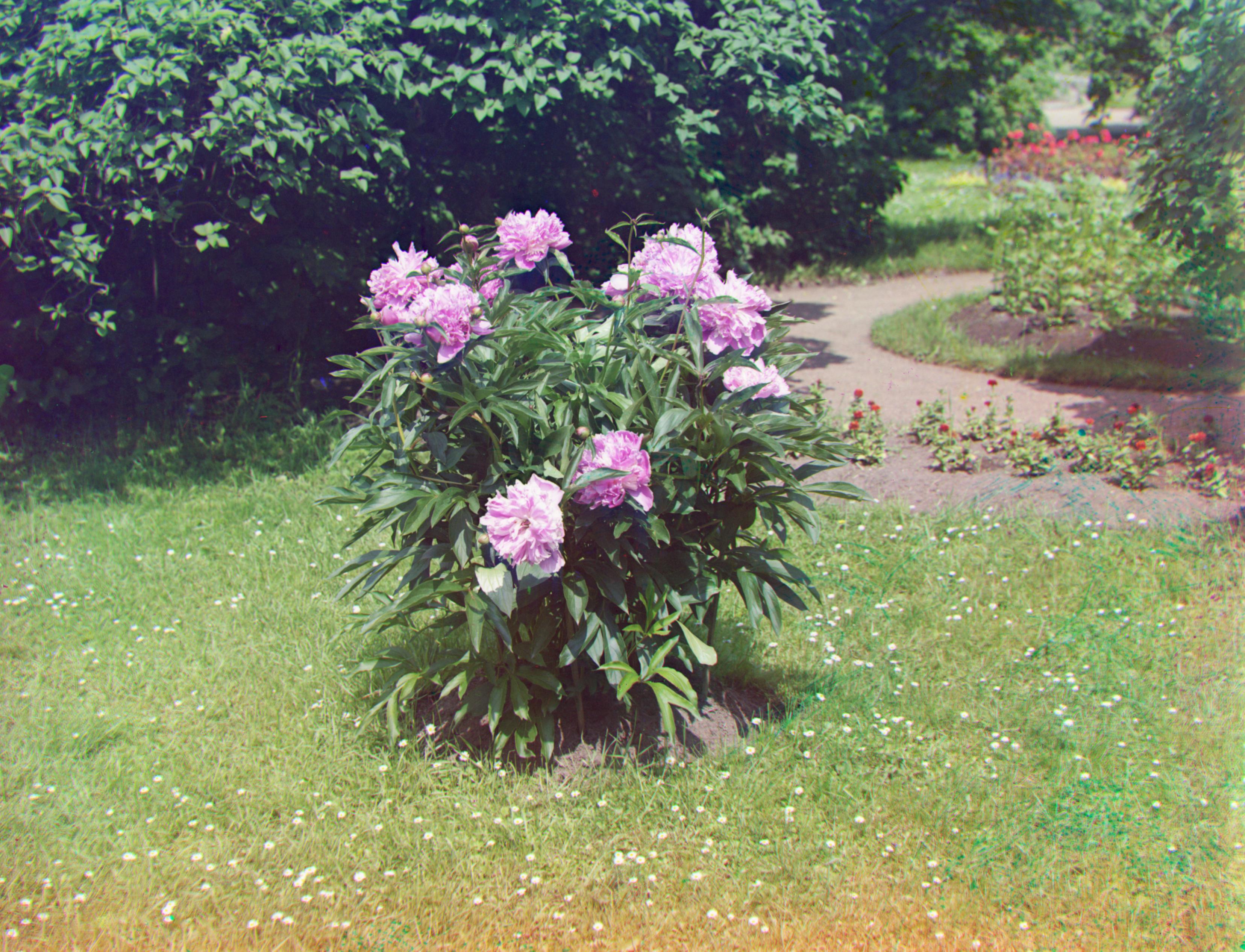 Peonies Image