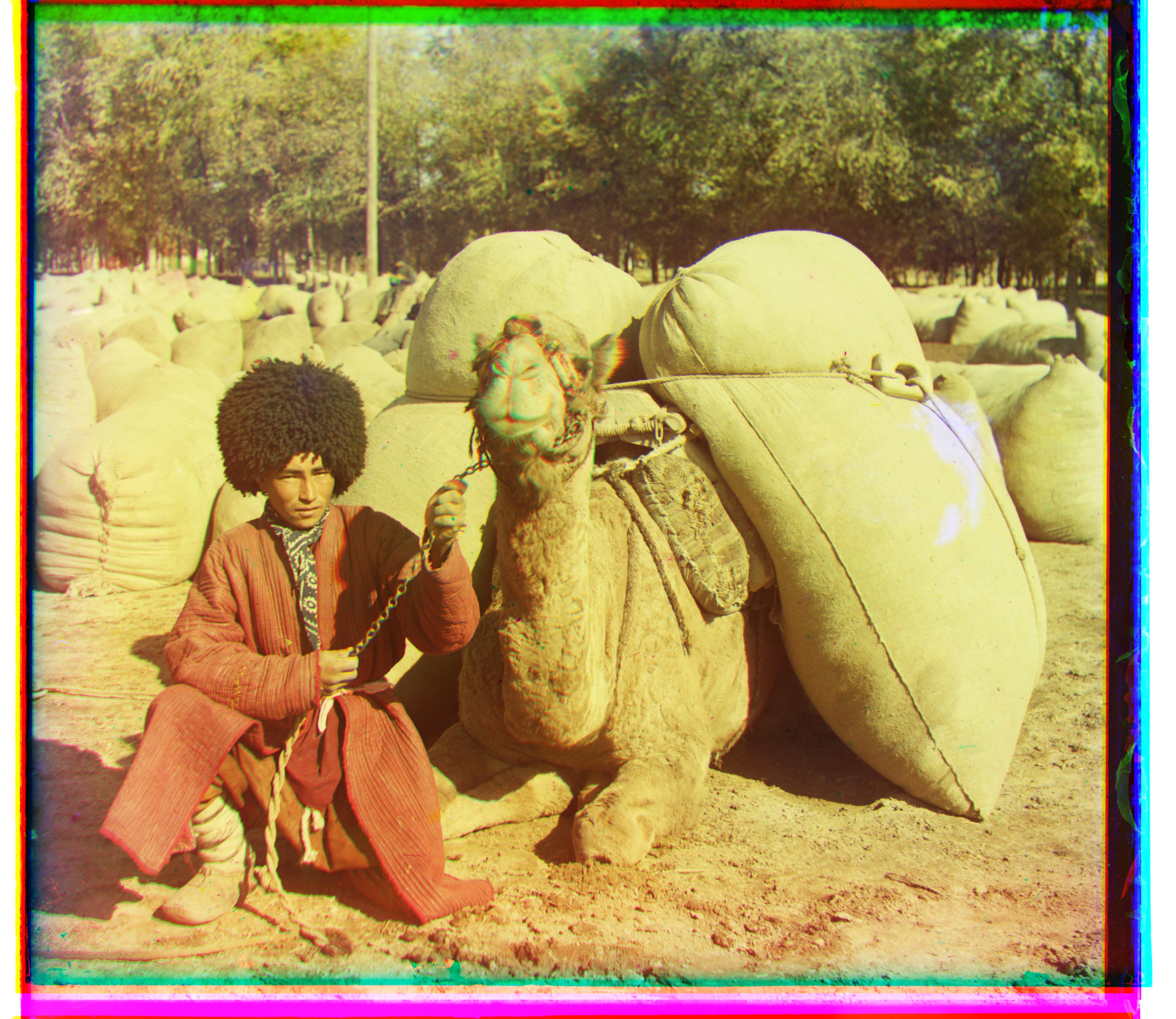 Camel Packs Image